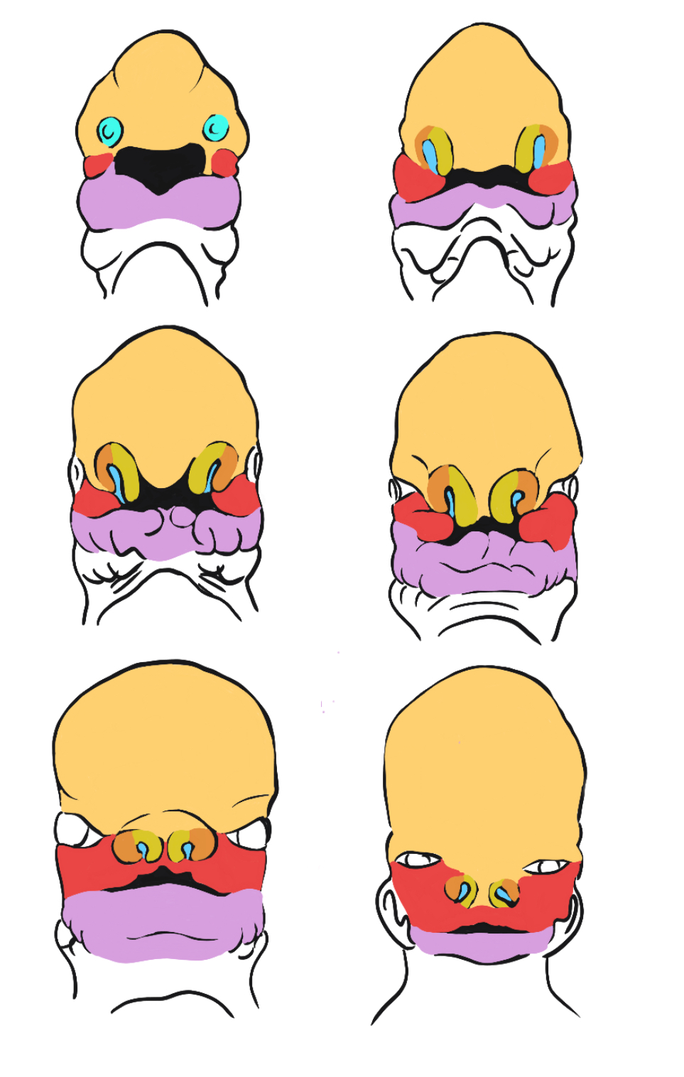 Development of the nasal placodes