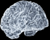 brain837